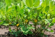 花生种植 花生种植技术与管理