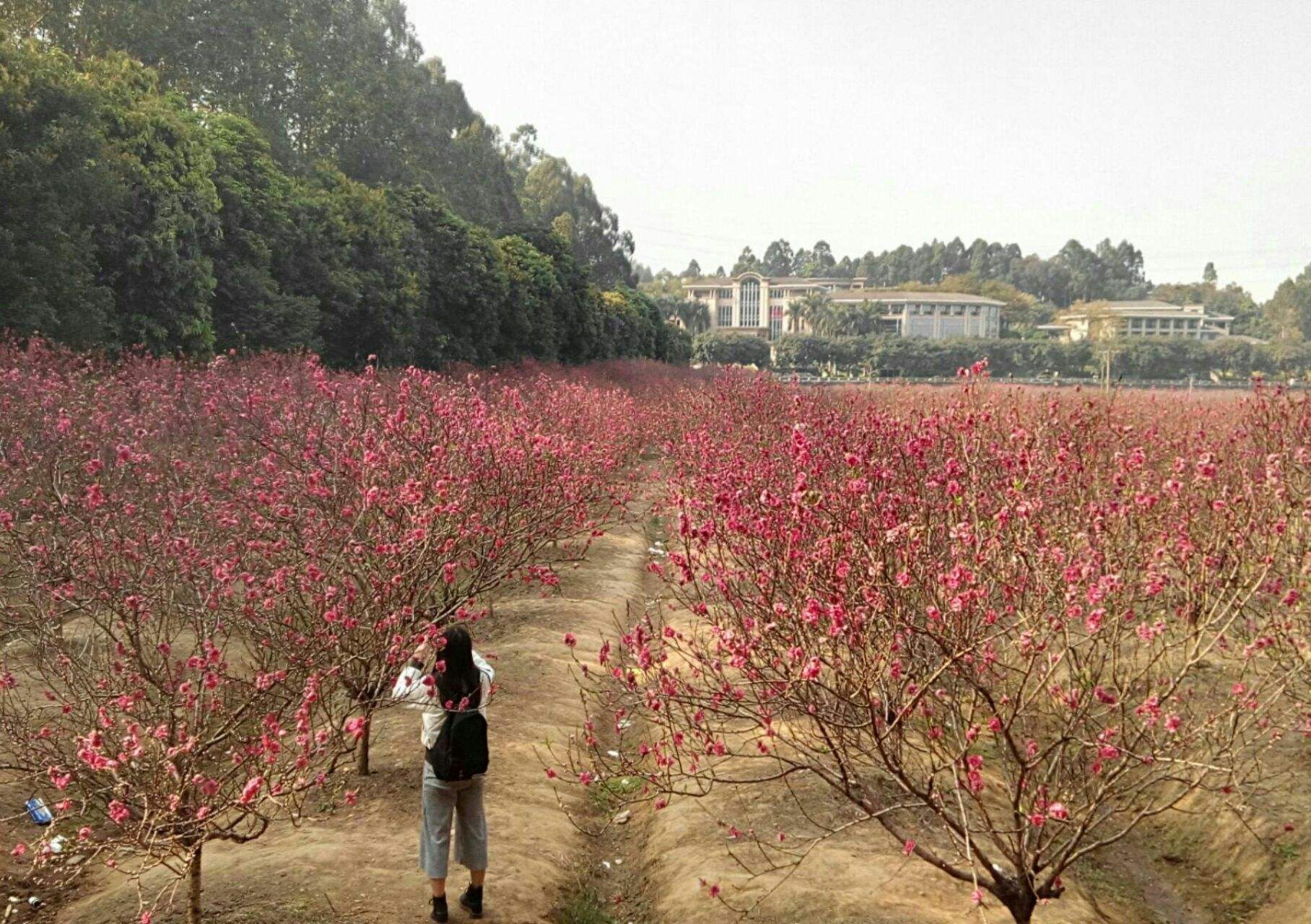 佛山南国桃园 佛山南国桃园的桃花什么时候开 佛山南国桃园 佛山南国桃园的桃花什么时候开