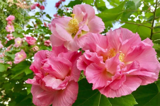 芙蓉花 芙蓉花的寓意和象征