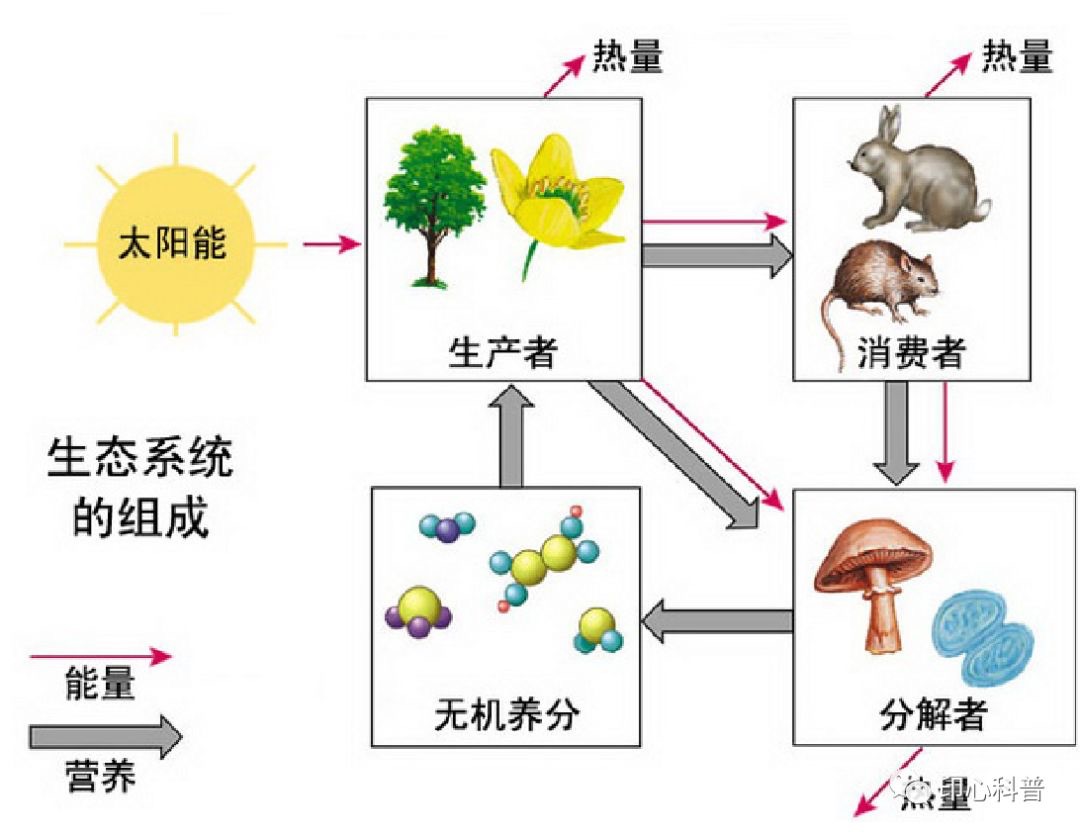 草地生态系统 草地生态系统物质循环